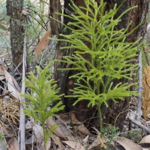 Lycopodium deuterodensum at Cotter River, ACT - 24 Sep 2016