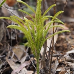 Pseudolycopodium densum at Cotter River, ACT - 24 Sep 2016