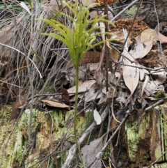 Pseudolycopodium densum at Cotter River, ACT - suppressed