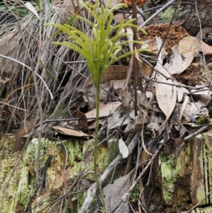 Pseudolycopodium densum at Cotter River, ACT - 24 Sep 2016