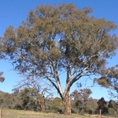 Eucalyptus melliodora (Yellow Box) at Calwell, ACT - 13 Jun 2010 by MatthewFrawley