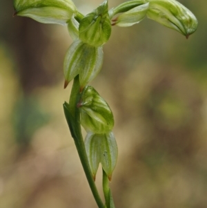 Bunochilus montanus (ACT) = Pterostylis jonesii (NSW) at Cotter River, ACT - 24 Sep 2016