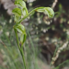 Bunochilus montanus (ACT) = Pterostylis jonesii (NSW) at Cotter River, ACT - 24 Sep 2016