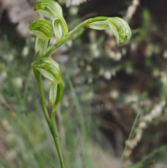 Bunochilus montanus at Cotter River, ACT - 24 Sep 2016