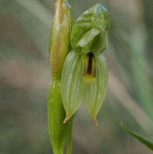 Bunochilus umbrinus (ACT) = Pterostylis umbrina (NSW) at suppressed - 24 Sep 2016