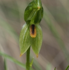 Bunochilus umbrinus (ACT) = Pterostylis umbrina (NSW) at suppressed - 24 Sep 2016