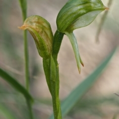 Bunochilus umbrinus (ACT) = Pterostylis umbrina (NSW) at suppressed - 24 Sep 2016