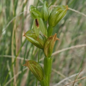 Bunochilus umbrinus (ACT) = Pterostylis umbrina (NSW) at suppressed - 24 Sep 2016