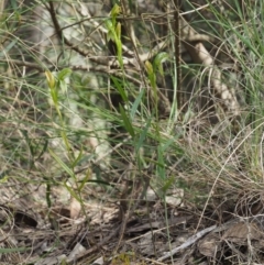 Bunochilus umbrinus at suppressed - 24 Sep 2016