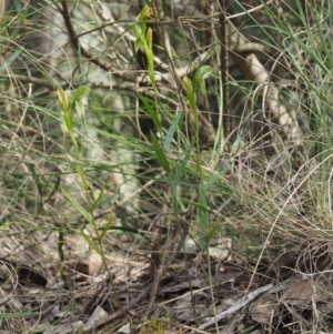 Bunochilus umbrinus (ACT) = Pterostylis umbrina (NSW) at suppressed - 24 Sep 2016