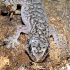 Christinus marmoratus (Southern Marbled Gecko) at Chifley, ACT - 22 Jan 2012 by MatthewFrawley