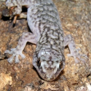 Christinus marmoratus at Chifley, ACT - 22 Jan 2012