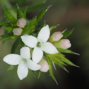 Asperula scoparia at Cotter River, ACT - 24 Sep 2016 11:00 AM