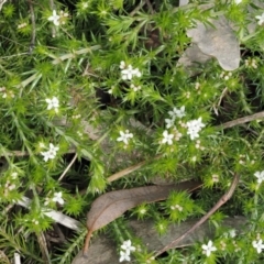 Asperula scoparia at Cotter River, ACT - 24 Sep 2016