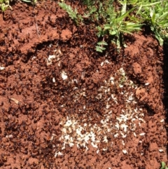 Camponotus consobrinus (Banded sugar ant) at Red Hill, ACT - 2 Oct 2016 by Ratcliffe