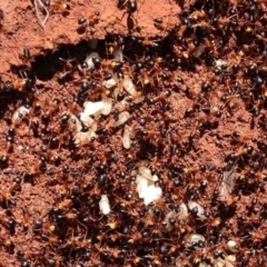 Camponotus consobrinus at Red Hill, ACT - 2 Oct 2016