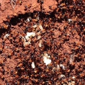 Camponotus consobrinus at Red Hill, ACT - 2 Oct 2016