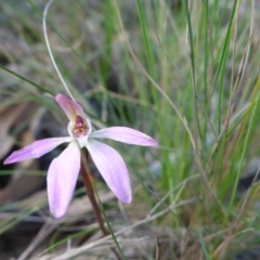 Caladenia fuscata (Dusky Fingers) at Bruce Ridge - 26 Sep 2016 by JanetRussell