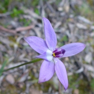 Glossodia major at Point 5809 - 26 Sep 2016