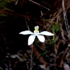 Caladenia fuscata (Dusky Fingers) at Bruce Ridge - 26 Sep 2016 by JanetRussell