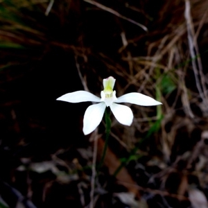 Caladenia fuscata at Point 5809 - suppressed