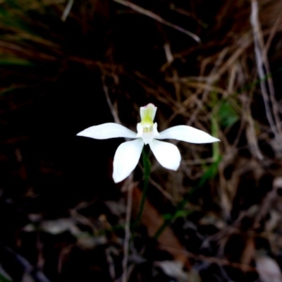Caladenia fuscata (Dusky Fingers) at Point 5809 - 26 Sep 2016 by JanetRussell