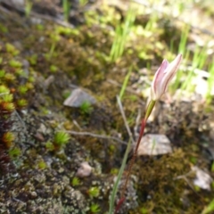 Caladenia fuscata (Dusky Fingers) at O'Connor, ACT - 26 Sep 2016 by JanetRussell