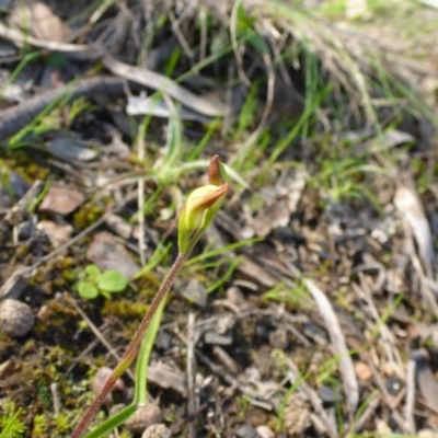 Caladenia ustulata (Brown Caps) at Point 5811 - 26 Sep 2016 by JanetRussell