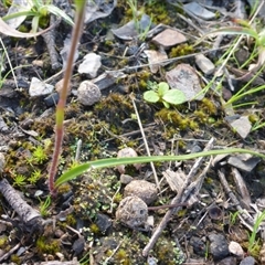 Caladenia ustulata at Point 5811 - suppressed