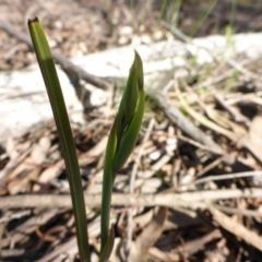 Calochilus sp. (A Beard Orchid) at Bruce Ridge - 26 Sep 2016 by JanetRussell