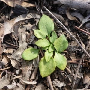 Speculantha rubescens at Point 5811 - suppressed