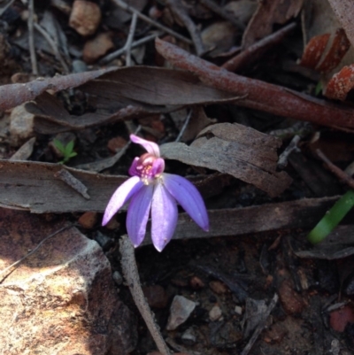 Cyanicula caerulea (Blue Fingers, Blue Fairies) at Black Mountain - 2 Oct 2016 by GrahamW