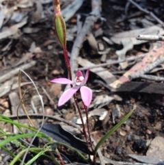 Caladenia fuscata (Dusky Fingers) at Point 5747 - 2 Oct 2016 by GrahamW