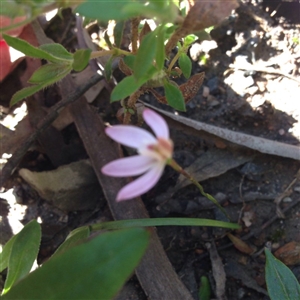 Caladenia fuscata at Point 5747 - suppressed