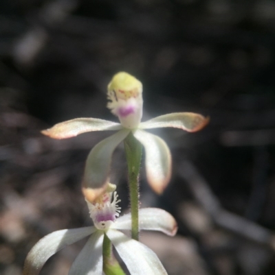 Caladenia ustulata (Brown Caps) at Canberra Central, ACT - 2 Oct 2016 by JasonC