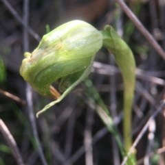 Pterostylis nutans (Nodding Greenhood) at Black Mountain - 2 Oct 2016 by JasonC