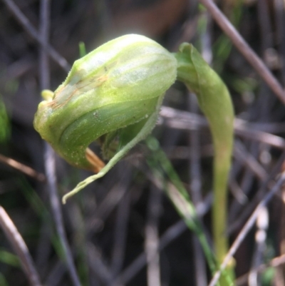 Pterostylis nutans (Nodding Greenhood) at Canberra Central, ACT - 2 Oct 2016 by JasonC