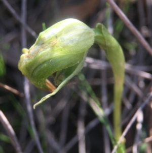 Pterostylis nutans at Canberra Central, ACT - 2 Oct 2016