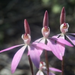 Caladenia fuscata (Dusky Fingers) at Canberra Central, ACT - 2 Oct 2016 by JasonC