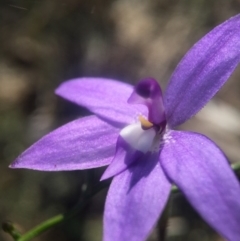 Glossodia major (Wax Lip Orchid) at Black Mountain - 2 Oct 2016 by JasonC