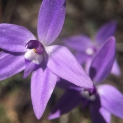 Glossodia major (Wax Lip Orchid) at Black Mountain - 2 Oct 2016 by JasonC