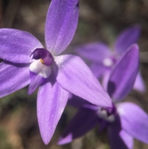 Glossodia major at Canberra Central, ACT - 2 Oct 2016