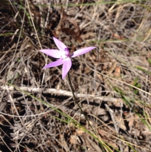 Glossodia major at Acton, ACT - suppressed