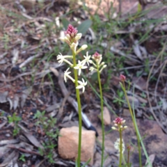 Stackhousia monogyna (Creamy Candles) at Black Mountain - 2 Oct 2016 by GrahamW