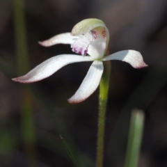 Caladenia ustulata (Brown Caps) at Black Mountain - 1 Oct 2016 by David