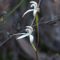 Caladenia ustulata at Point 5805 - suppressed