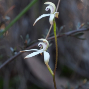 Caladenia ustulata at Undefined Area - suppressed