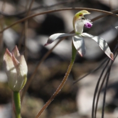 Caladenia ustulata at Point 5805 - suppressed