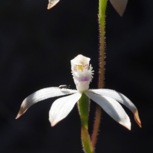 Caladenia ustulata at Point 5805 - suppressed