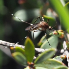 Aedes alboannulatus (White-kneed Mosquito) at Black Mountain - 2 Oct 2016 by David